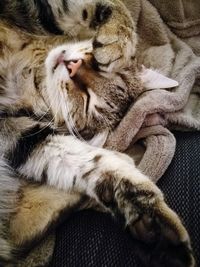 Close-up of cat sleeping