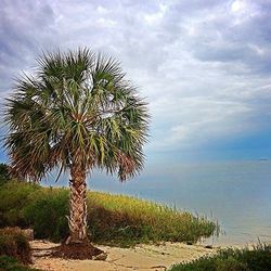 Palm trees on field against cloudy sky