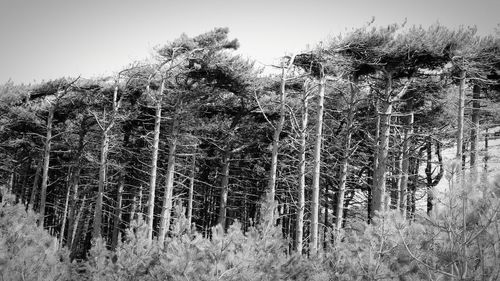 Trees in forest