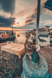 High angle view of cat sitting by sea against sky during sunset