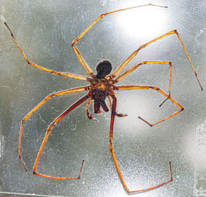 Close-up of spider