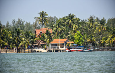 Scenic view of river by palm trees against clear sky