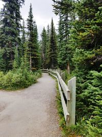 Walkway amidst trees in forest