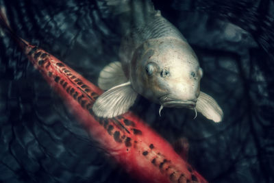 Close-up of fish swimming in aquarium