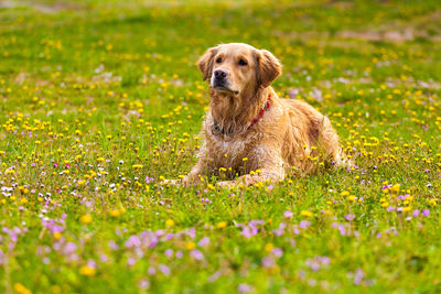 Portrait of dog sitting on field