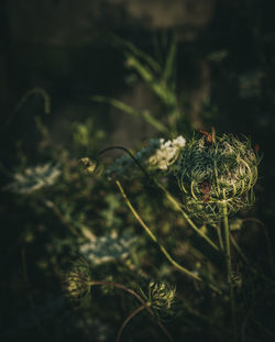 Close-up of wilted flower