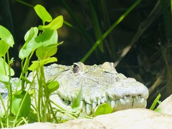 Close-up of frog in water