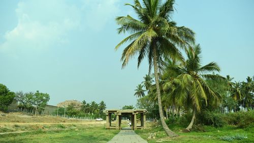 Palm trees on field against sky