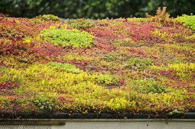 Scenic view of red flowering plants in park