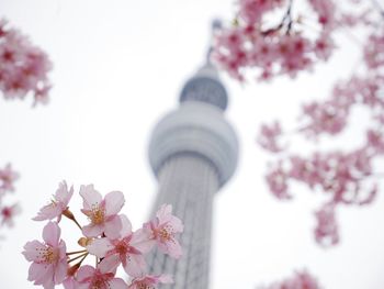 Pink cherry blossoms in spring with communications tower in background