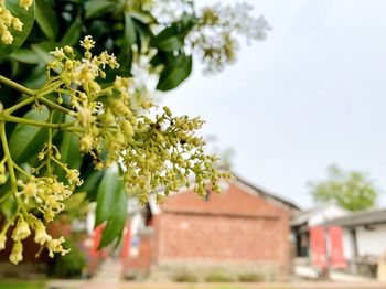 Close-up of flowering plant against building