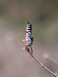 Close-up of butterfly perching on twig
