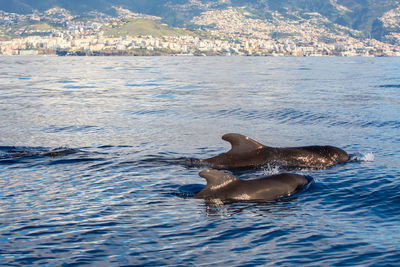 Side view of man swimming in sea