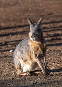 Portrait of meerkat on land