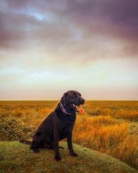 Dog looking away while sitting on hill against cloudy sky during sunset