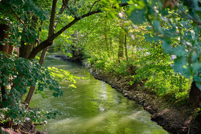 Scenic view of river amidst trees in forest