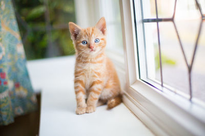 Portrait of cat sitting on window