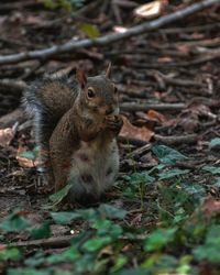 Squirrel on a field