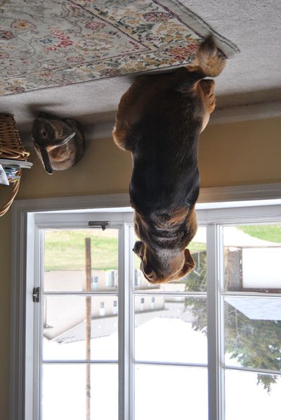 Cat looking through window