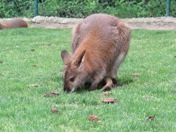 High angle view of a rabbit on field