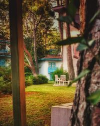 Footpath by trees in lawn