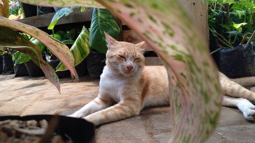 Portrait of a cat sitting outdoors