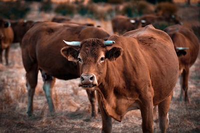 Cows standing in a field