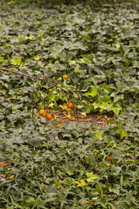 Plant growing on field