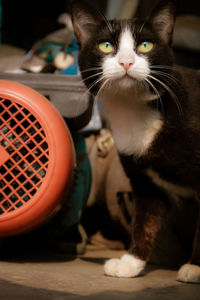 Close-up of cat sitting on table