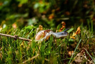 Snail at the course 2