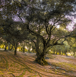 Trees on road during autumn
