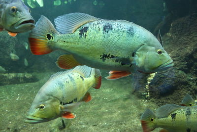 Fish swimming in sea