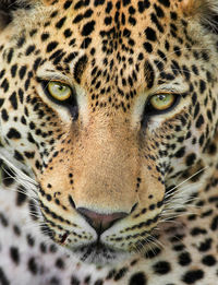 Close-up portrait of tiger