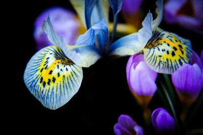 Close-up of butterfly on purple flowers