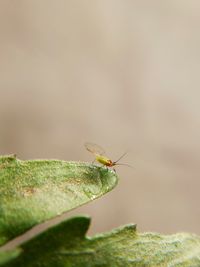 Close-up of insect on leaf