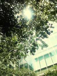 Low angle view of sun shining through trees