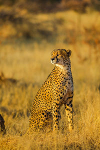 Close-up of a cat looking away