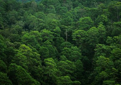 Pine trees in forest