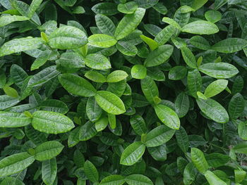 High angle view of green leaves