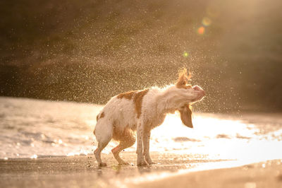 Side view of dog standing on land