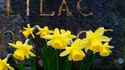 Close-up of yellow flowers blooming outdoors