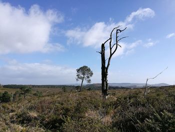 Trees on field against sky