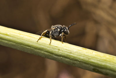 Close-up of insect