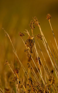 Close-up of insect on plant at field