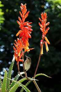 Close-up of red flower on tree