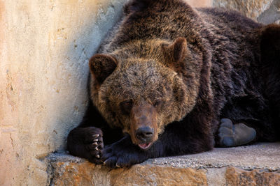 Close-up of a bear