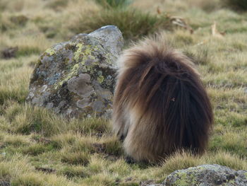 Closeup portrait of gelada monkey theropithecus gelada grazing grasses semien mountains, ethiopia.