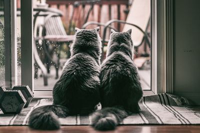 Rear view of cats sitting on mat by glass window