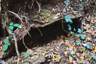 High angle view of dry leaves on plant during rainy season