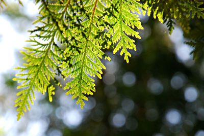 Close-up of leaves on tree